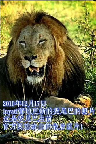 坏男孩雄狮联盟——秃尾巴的陨落