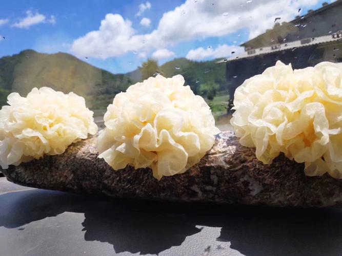 共141 件新鲜活银耳相关商品