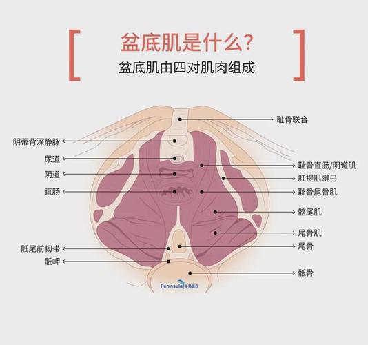 盆底肌到底是个什么东西女性朋友们都了解吗