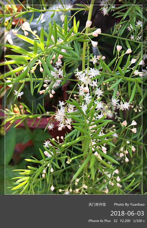 【原创摄影】天门冬开花-----老蒋的花卉系列(575)