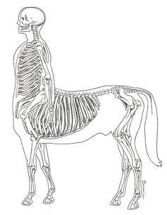 com 【解剖学】人马骨骼标本与生理结构图_看图