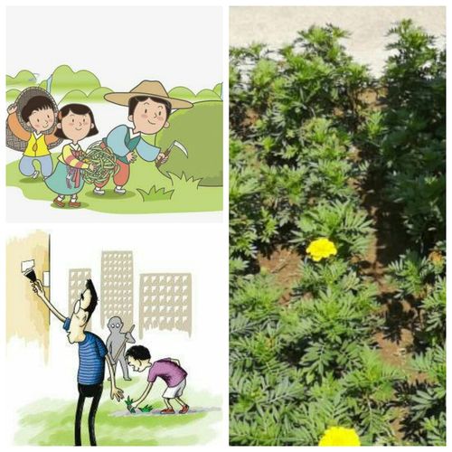 人人有责" 倡议书 写美篇   一,爱护花草树木及设施,对破坏绿化环境的