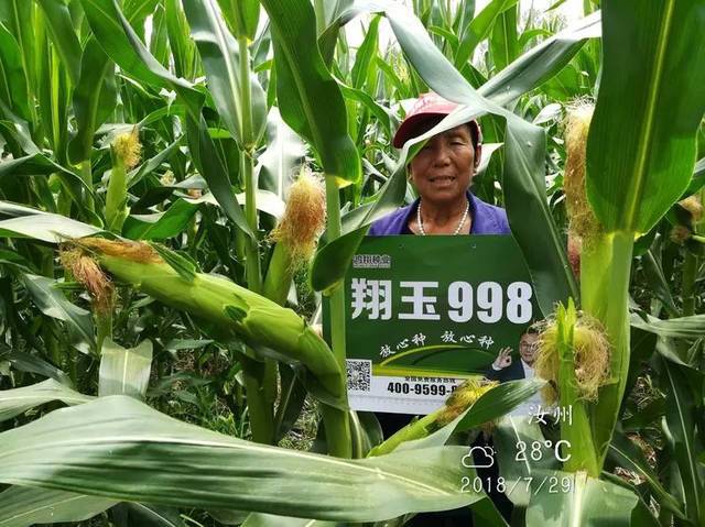 吉林省鸿翔种业黄淮海最新国审翔玉998～聚焦黄淮,走向未来