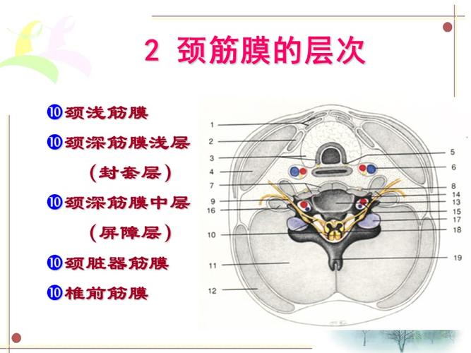 断面解剖颈部