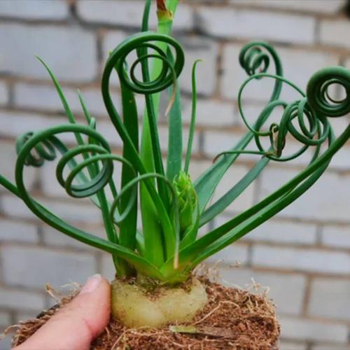 东篱园艺弹簧草螺旋草窄叶块根2年苗形态奇特有趣冬型种商品图片价格