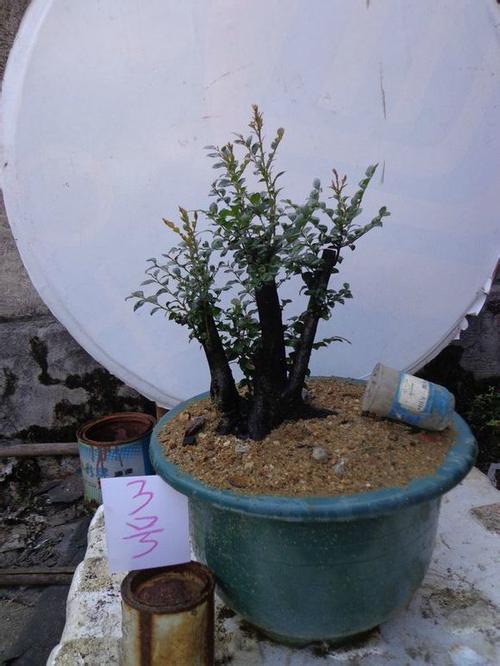 新上盆黑骨茶盆景怎样浇水的方法