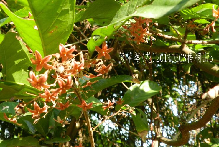 其它 花不起眼,蓇葖亮眼的假苹婆 写美篇 假苹蔢是梧桐科苹婆属植物