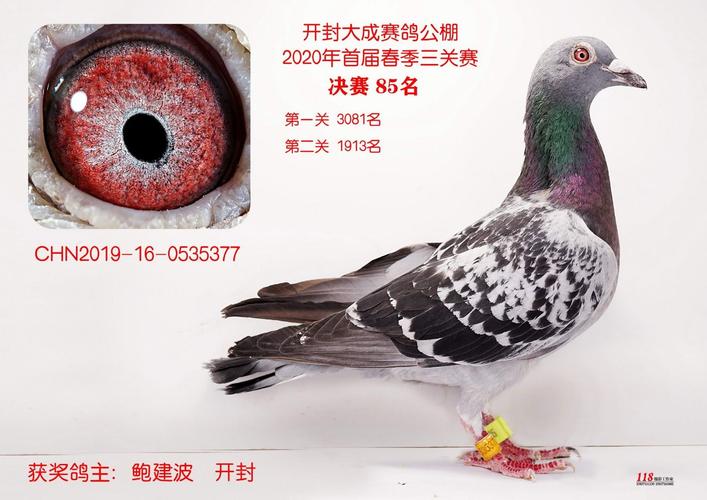 大成公棚决赛第85名 -- 开封大成赛鸽公棚