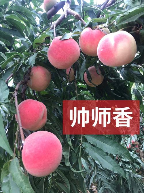 帅师香桃苗 帅师香桃树苗 甜度高果子大 产量高晚熟品种 量大优惠