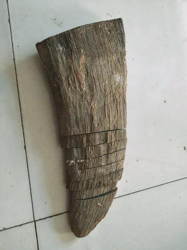 行业人士揭秘披毛犀角真相!