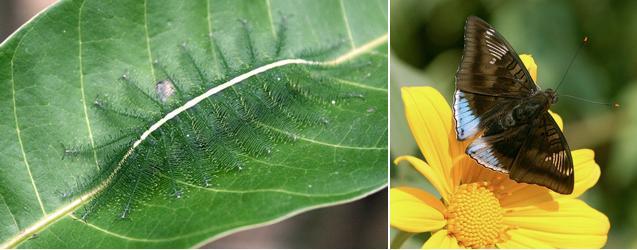 展开全部 尖翅翠蛱蝶幼虫