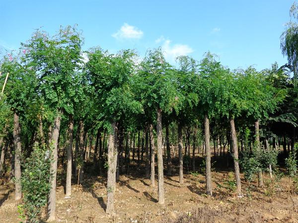 大量供应8-15公分香花槐 分枝点一致 树干通直 树形优美