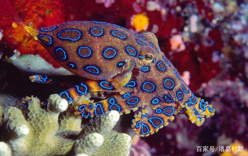 致命精灵:蓝环章鱼,轻轻吻一下,直接挂掉,真是居家旅行必备