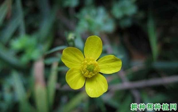 小毛茛(毛茛科)