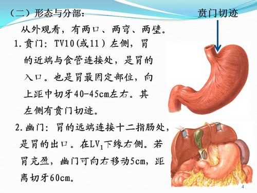 胃的应用解剖ppt参考课件