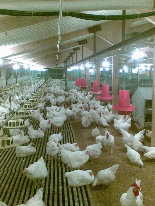 肯德基新广告养鸡场不含激素的食物能信么?求解?