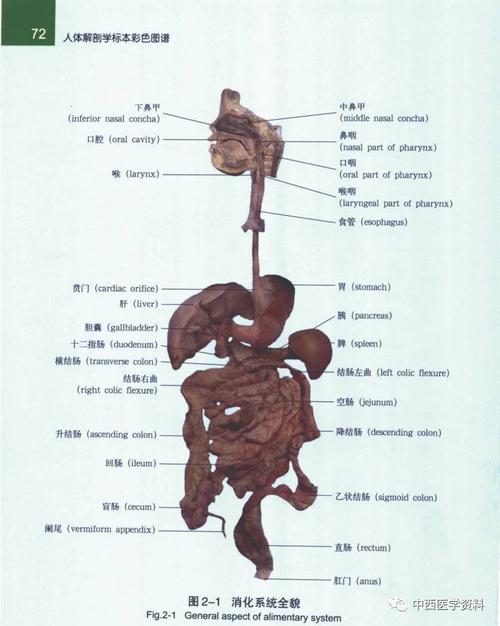 医学接本:人体解剖学标本彩色图谱 超强