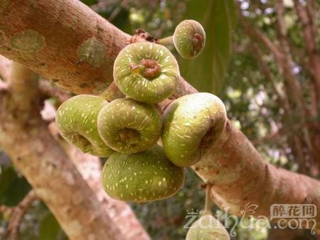木瓜榕的介绍