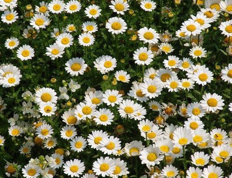 批发销售 花海除虫菊种子 白花除虫菊 花草种子 新种子 包发芽