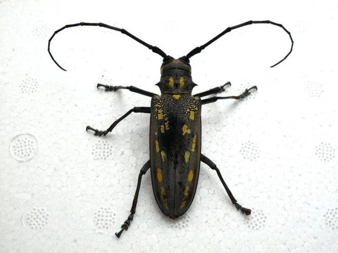 云斑天牛(天牛科),一种巨型天牛,成虫常在天仙果,柘树上啃食树皮,并