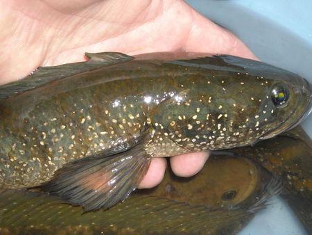 这种鱼是什么鱼?野生的