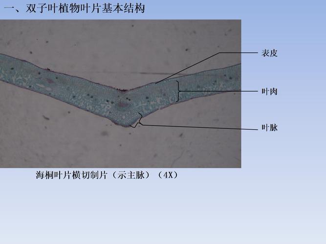 ppt 一,双子叶植物叶片基本结构 海桐叶片横切制片(示主脉)(4x) 表皮