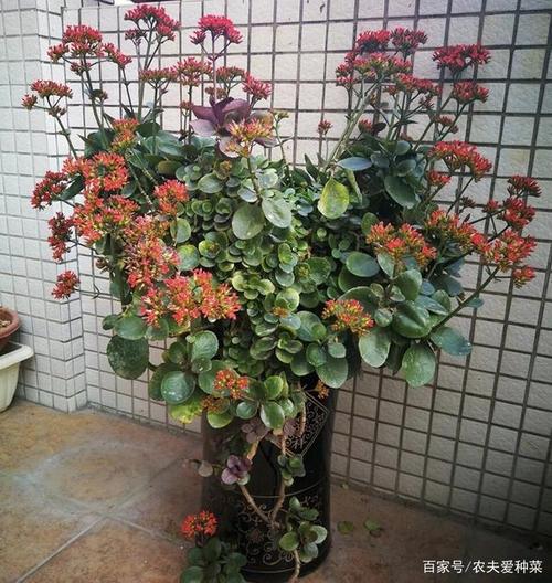 养10年的长寿花,变成"老桩"了,用2个方法1个经验,养好