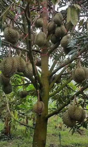 所以,别看榴莲树这么能结果,价格却比菠萝蜜高多了,且吃且珍惜吧