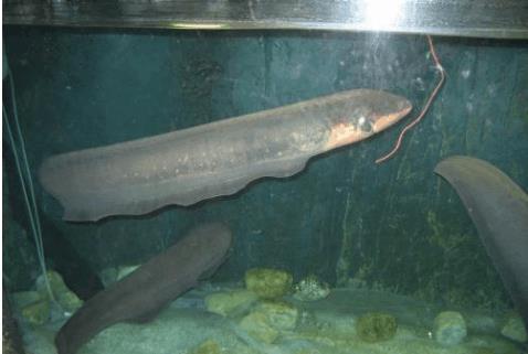 原创世界上最可怕的5种鱼第一名神似吸血鬼专吃食人鱼