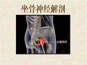 坐骨神经解剖ppt课件 (2).ppt