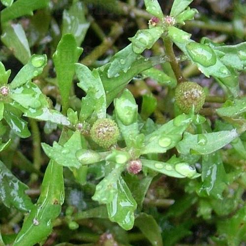 四季中草药盆栽胡荽鹅不食草植苗天胡荽