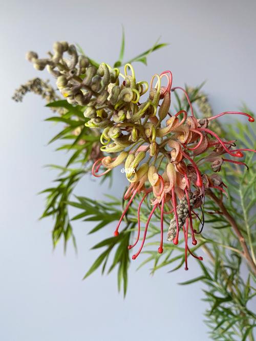 国产花材|银桦花_点缀生活的鲜花_家居家装_家居装饰