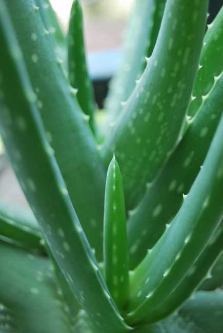 批发 芦荟盆栽 中国芦荟盆栽 中国斑纹芦荟盆栽 室内盆栽芦荟水培