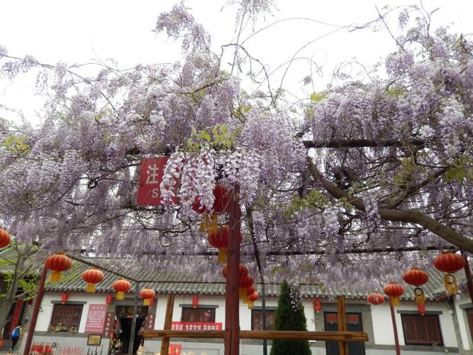 四月十九日走进栖霞牟氏庄园观赏牡丹和紫藤