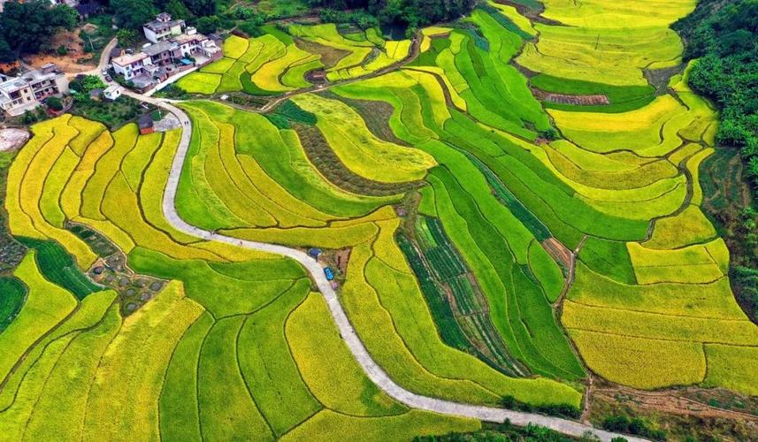 落叶黄 又是一年秋收时 每到这个时节 仁化最美的得数山村田间 稻田变