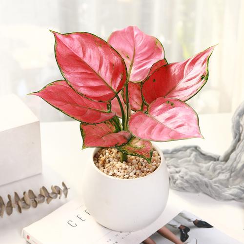 如意皇后万年青盆栽粗肋草办公室吸甲醛桌面绿植花卉小盆栽