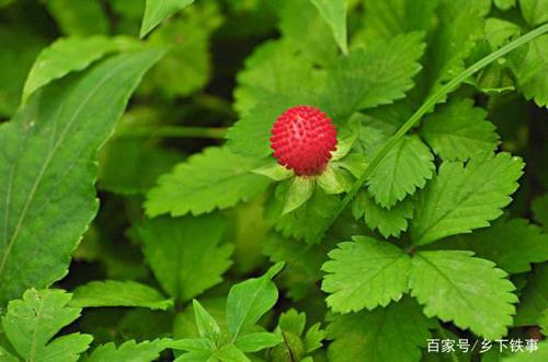 农村这种野植物长得像草莓却是民间治病良药人称狮子尾