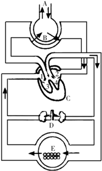 如图是人的呼吸泌尿与血液循环关系示意图字母表示相应的生理活动或