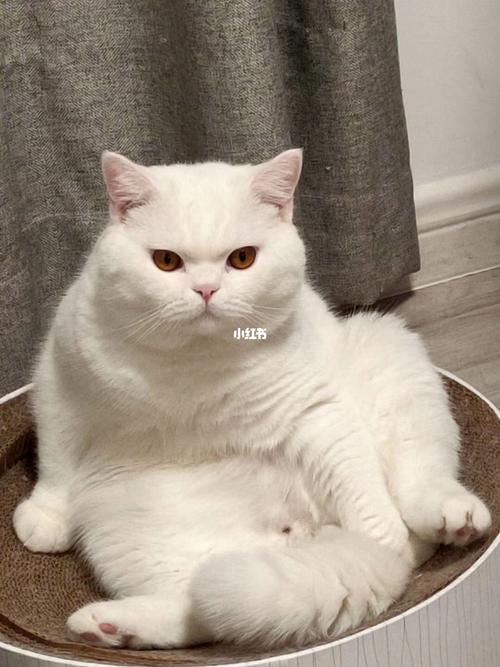 伏特加|英短纯白_伏特加_英短_猫咪_减肥_猫咪借配_宠物_猫