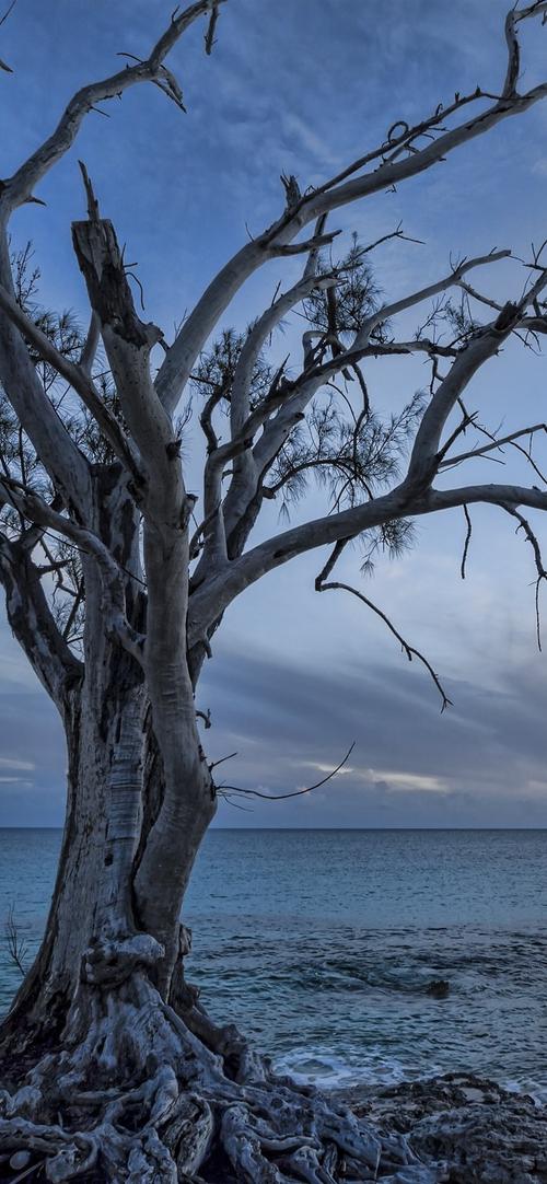 孤独的树,海,黄昏,日落 iphone 壁纸