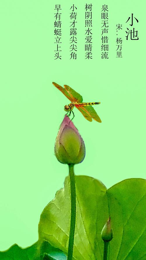 小池--宋.杨万李