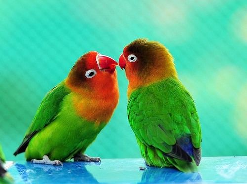 【观赏宠物情侣鹦鹉】马达加斯加爱情鸟介绍