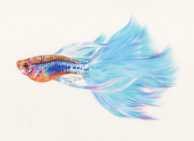 018,再用51号浅蓝加深尾巴的颜色;019,22号橙黄,44号赭褐色在尾巴上