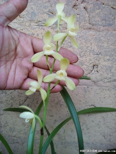 『逸雅轩』——2015年大唐宫粉第一次开花