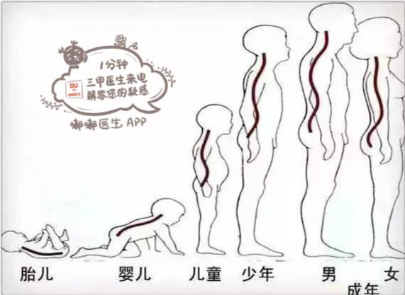 人类脊柱曲线发育表,3个月内的小宝宝脊柱较直,不需要枕头哦!