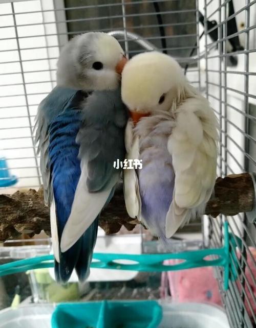 【牡丹鹦鹉】各色花桃94_鹦鹉_牡丹_松石_牡丹鹦鹉