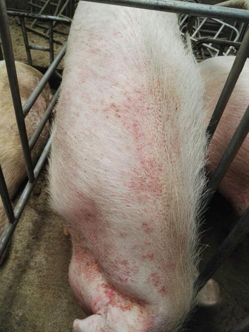 猪附红细胞体病的综合防治