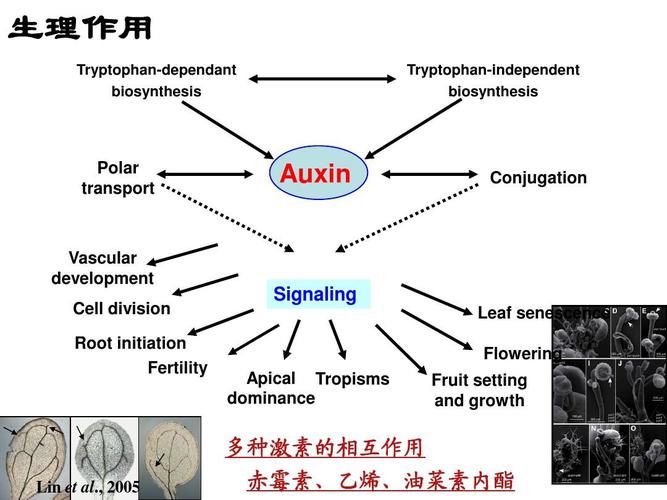 生理作用 tryptophan-dependant biosynthesis tryptophan