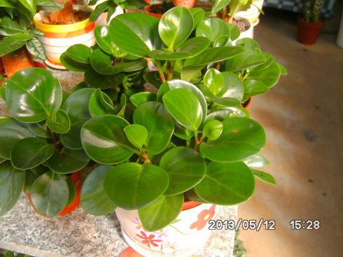 豆瓣绿 别名:碧玉,椒草,翡翠椒草,青叶碧玉,豆瓣如意