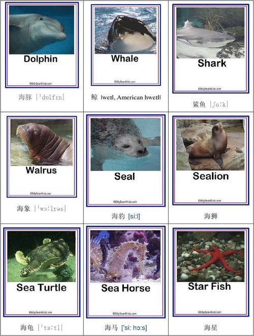 海洋动物英语单词